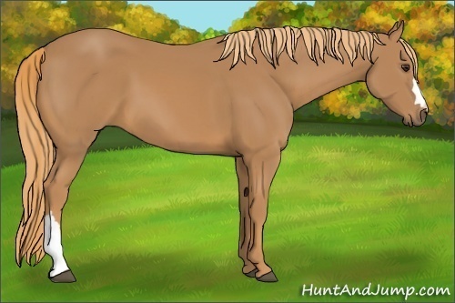 Horse Color: Chestnut 