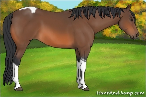 Horse Color:Bay Tobiano Rabicano