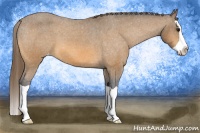 Horse Color:Buckskin Splash Varnish 
