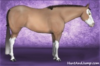 Horse Color:Sable Champagne Splash 