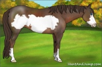 Horse Color:Liver Chestnut Frame 