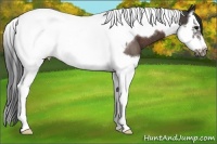 Horse Color:Brown Splash Tobiano Frame Rabicano 