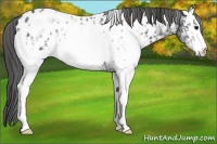 Horse Color:White Spotted Black Ice Appaloosa 