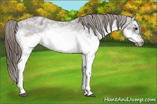 Horse Color:White Spotted Grullo Roan Splash Frame Appaloosa Rabicano 