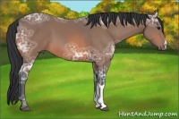 Horse Color:Bay Ice 