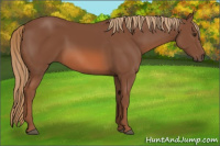 Horse Color:Liver Chestnut 