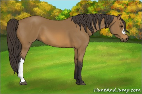 Horse Color: Buckskin 