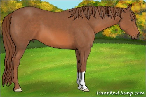 Horse Color: Liver Chestnut 