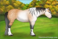 Horse Color:Gray Buckskin Tobiano
