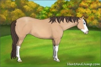 Horse Color:Amber Champagne Splash 
