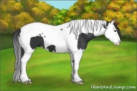Horse Color:Black Sabino Splash Tobiano