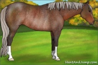 Horse Color:Silver Brown Rabicano 