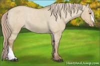 Horse Color:Chocolate Palomino Roan Dun Varnish Rabicano 