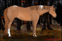 Horse Color:Chestnut Tobiano 