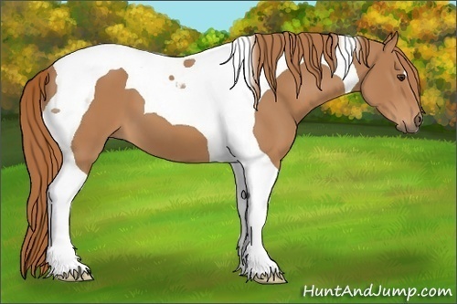 Horse Color: Chestnut Tobiano 