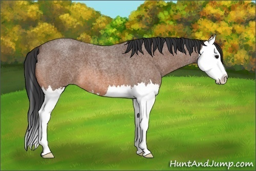 Horse Color:Bay Roan Splash 