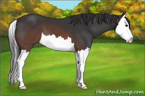 Horse Color:Brown Splash