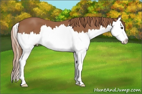 Horse Color:Chestnut Splash