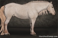 Horse Color:Liver Red Dun Appaloosa