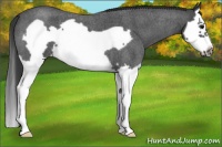Horse Color:Blue Roan Splash Frame 