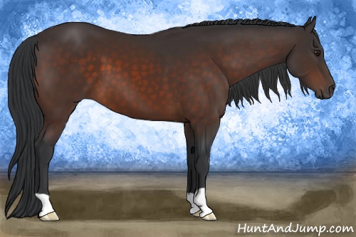 Horse Color:Brown 