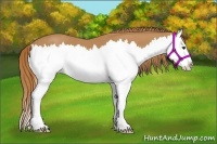 Horse Color:Chestnut Splash 