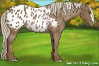Horse Color:Chocolate Palomino Near Leopard Rabicano 