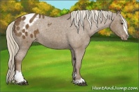 Horse Color:Chocolate Palomino Sabino Blanket Rabicano 