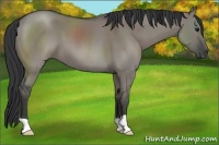 Horse Color:Grullo 