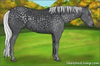 Horse Color:Silver Black Chinchilla