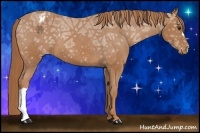 Horse Color:Chestnut Ice Appaloosa 