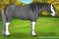Horse Color:Blue Roan Splash 