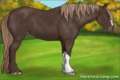 Horse Color: Liver Chestnut Varnish 