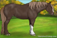 Horse Color:Liver Chestnut Appaloosa