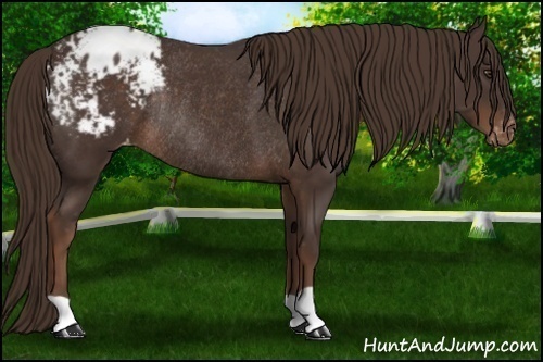 Horse Color: Liver Chestnut Blanket Rabicano 