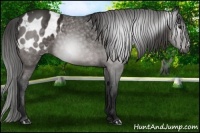 Horse Color:Gray Brown Blanket 