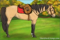 Horse Color:Buckskin Roan 