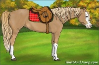 Horse Color:Chestnut Splash 
