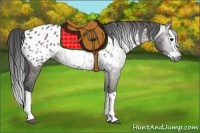 Horse Color:Gray Grullo Splash Appaloosa 