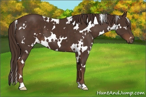Horse Color: White Spotted Liver Chestnut 