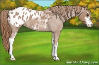 Horse Color:Red Roan Sabino Appaloosa 