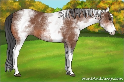 Horse Color:White Spotted Bay