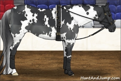 Horse Color: White Spotted Black 