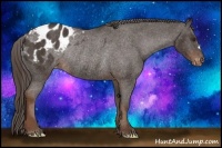 Horse Color:Liver Chestnut Appaloosa Rabicano 