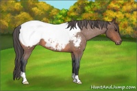 Horse Color:Bay Roan Appaloosa