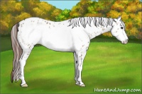 Horse Color:Bay Dun Sabino Frame Appaloosa 