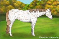 Horse Color:Chestnut Near Leopard 