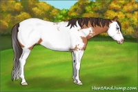 Horse Color:Bay Splash Frame Snowcap 