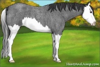 Horse Color:Blue Roan Splash 