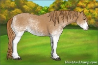 Horse Color:White Spotted Chestnut 